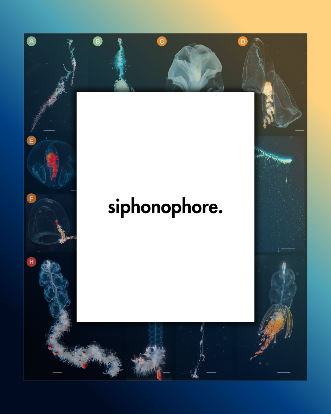 siphonophore. (a zine)