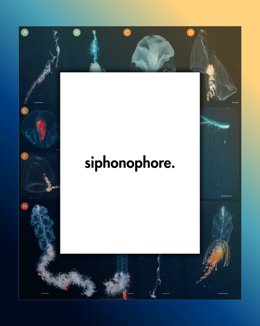 siphonophore. (a zine)